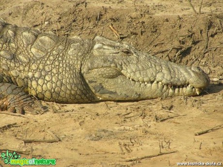 Krokodýl mořský - Crocodylus porosus - Foto Vladimír Petřina