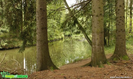 Lesy kolem řeky Jihlavy - Foto Ladislav Jonák