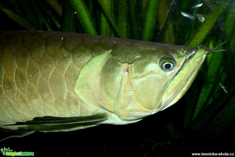 Arowana dvojvousá - Osteoglossum bicirrhosum - Foto David Hlinka