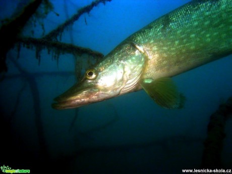 Štika obecná - Esox lucius - Foto Tomáš Kunze (2)