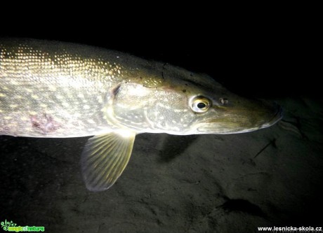 Štika obecná - Esox lucius - Foto Tomáš Kunze (3)