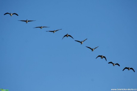 Berneška velká - Branta canadensis - Foto Vladimír Petřina