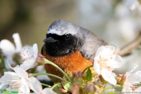 Rehek zahradní - Phoenicurus phoenicurus - Foto Vladimír Petřina