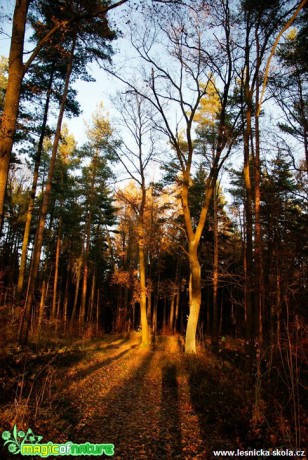 Les na Novoborsku - Foto Petr Germanič