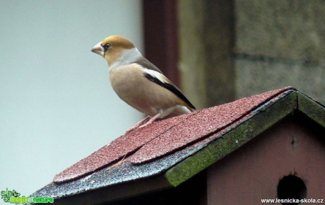 Dlask tlustozobý - Coccothraustes coccothraustes - Foto Pavel Stančík