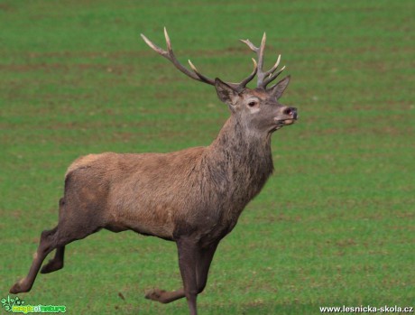 Jelen lesní - Cervus elaphus - Vladimír Petřina (4)