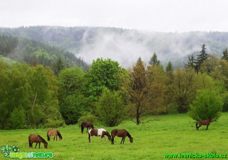 Koně na pastvě - Foto Gabriela Richterová
