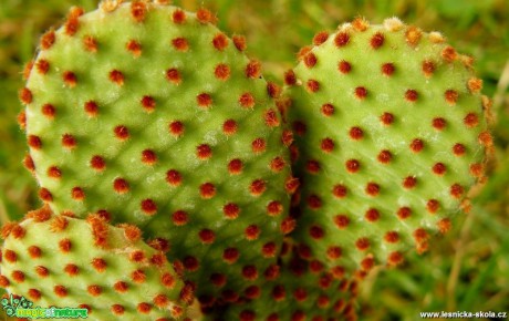 Opuncie - Opuntia - Foto Pavel Stančík