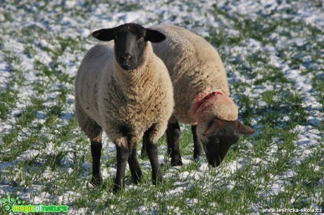 Ovce na zimní pastvě - Foto Ladislav Jonák (1)