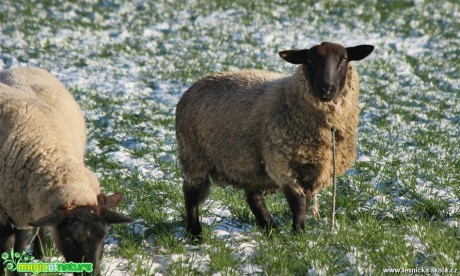 Ovce na zimní pastvě - Foto Ladislav Jonák (2)