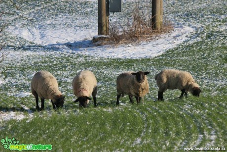 Ovce na zimní pastvě - Foto Ladislav Jonák (3)