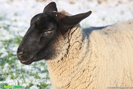 Ovce na zimní pastvě - Foto Ladislav Jonák (5)