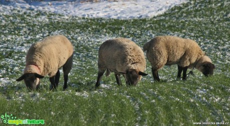 Ovce na zimní pastvě - Foto Ladislav Jonák
