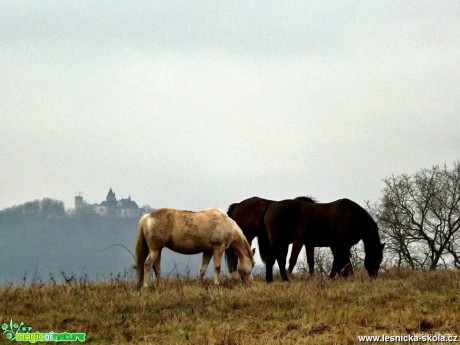 Koně - Foto Jiří Havel (2)