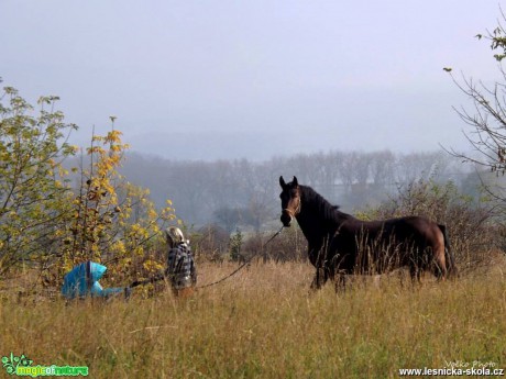 Koně - Foto Jiří Havel (6)