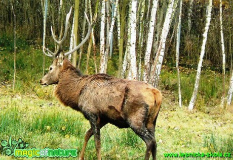 Jelen lesní - Cervus elaphus (1) - Foto Václav Víšek