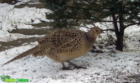 Bažant obecný - Phasianus colchicus - Foto Pavel Stančík (2)