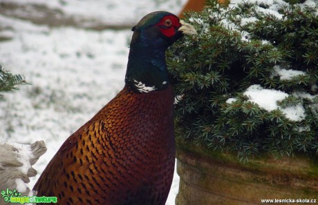 Bažant obecný - Phasianus colchicus - Foto Pavel Stančík