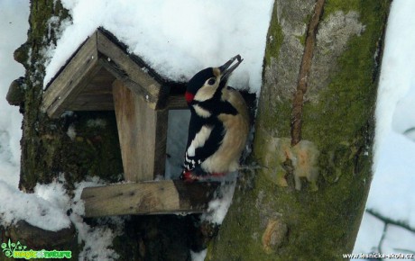 Strakapoud velký - Dendrocopus major - Foto Pavel Stančík (1)