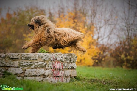 Jolly (Contra la Corriente Velmond) - Foto Jiří Křivánek (5)