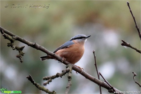 Brhlík lesní - Sitta europaea ♂ - Foto Robert Kopecký