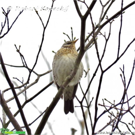 Drozd kvíčala - Turdus pilaris - Foto Robert Kopecký