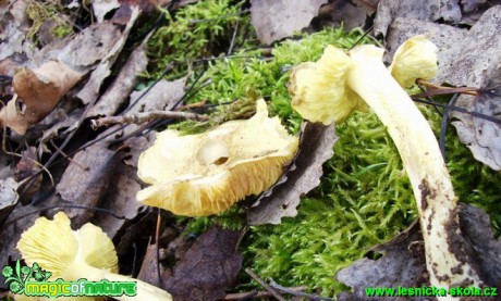 Čirůvka zelánka - Tricholoma equestre - Foto Miroslav Traxler