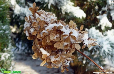 Hortenzie - Foto Pavel Stančík