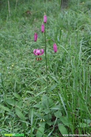 Lilie zlatohlavá - Lilium martagon - Foto Vladimír Petřina (3)