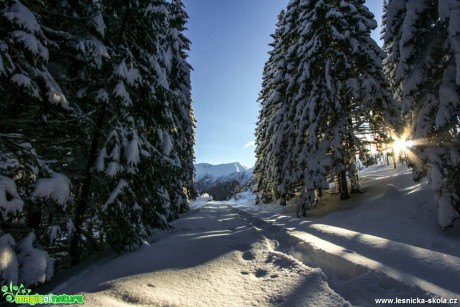 Zimní les - Foto Jozef Pitoňák (1)