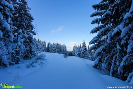Zimní les - Foto Jozef Pitoňák
