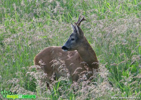 Srnec obecný - Capreolus capreolus - Foto Miloslav Míšek