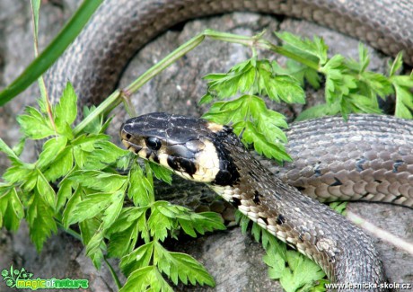 Užovka obojková - Natrix natrix - Foto Miloslav Míšek