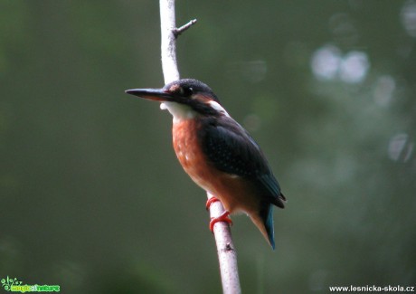 Ledňáček říční - Alcedo atthis - Foto Miloslav Míšek