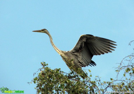 Volavka popelavá - Ardea cinerea - Foto Miloslav Míšek