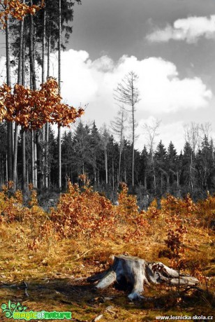 V lese - hrátky s barvou - Foto Petr Germanič