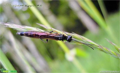 Bodruška štíhlá - Calameuta filiformis - Foto Robert Kopecký