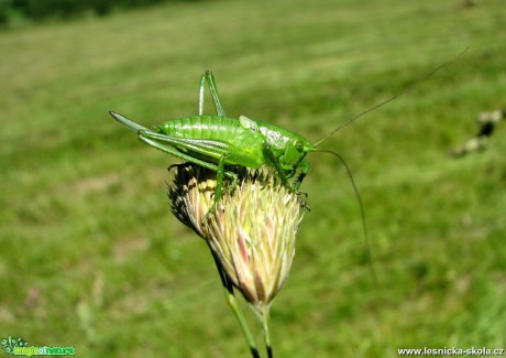 Kobylka zelená - Tettigonia viridisima - Foto Miloslav Míšek