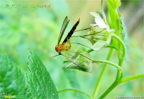 Bedlobytka - Gnoriste bilineata ♀- Foto Robert Kopecký