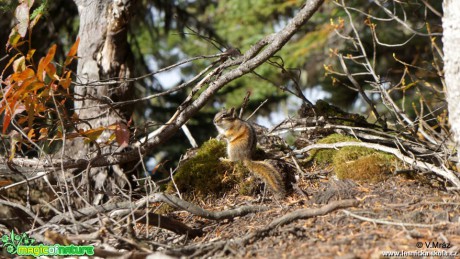 Eastern chipmunk (Tamias  striatus) - Garibaldi Provincial Park - Foto Vojtěch Mráz (1)