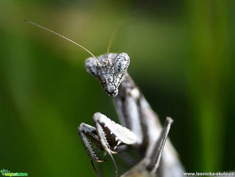 Kudlanka nábožná - Mantis religiosa - Foto Jana Vondráčková (1)