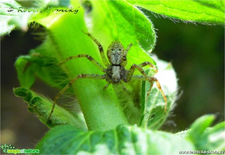 Listovník obecný - Philodromus cespitum - Foto Robert Kopecký