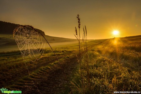 Pavučina v záři slunce - Foto Jozef Pitoňák