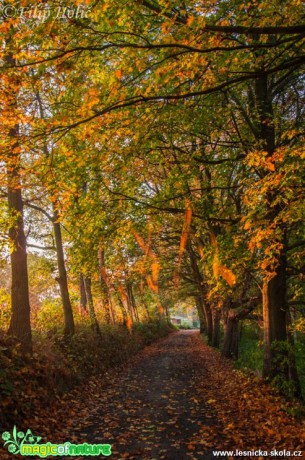 Podzimní padání listí - Foto Filip Holič