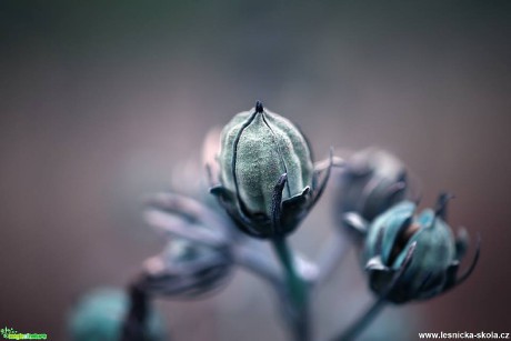 Roste kolem nás - Foto Jana Vondráčková (1)