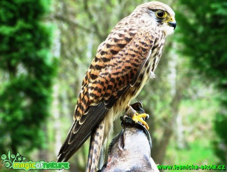 Poštolka obecná - Falco tinnunculus - Foto David Hlinka