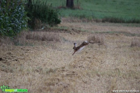 Zajíc polní - Lepus europaeus - Foto Ladislav Jonák