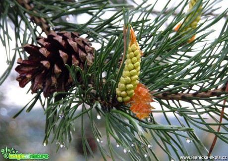 Borovice - Pinus - Foto Miloslav Míšek
