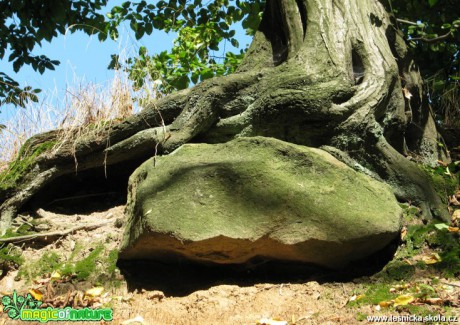 Kořeny stromu - Foto Miloslav Míšek