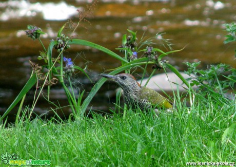 Žluna zelená -  Picus viridis - Foto Miloslav Míšek (2)